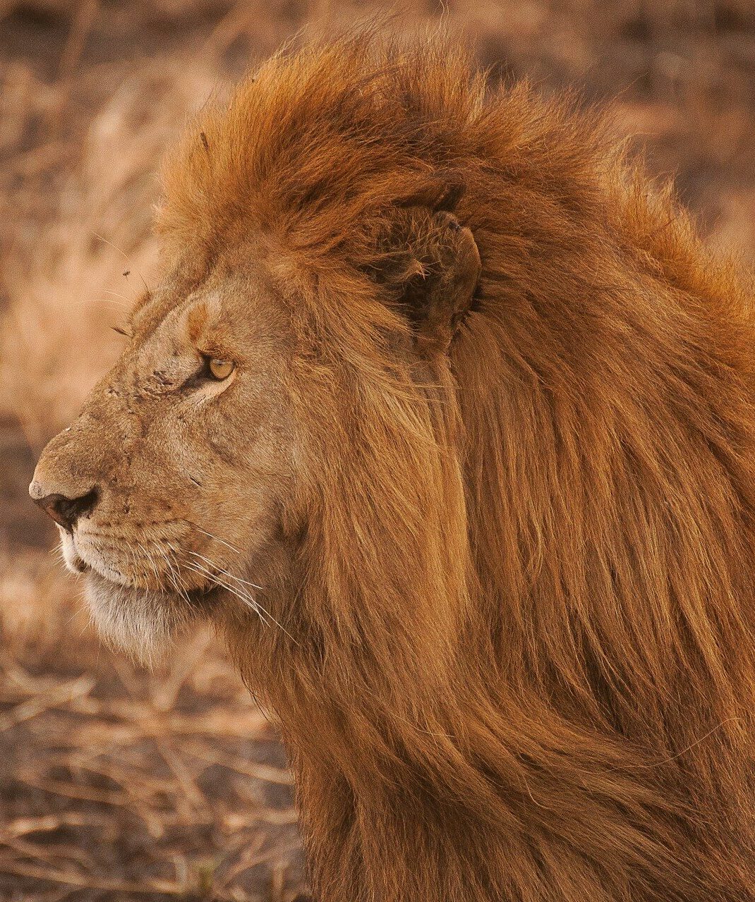 tsavo national park