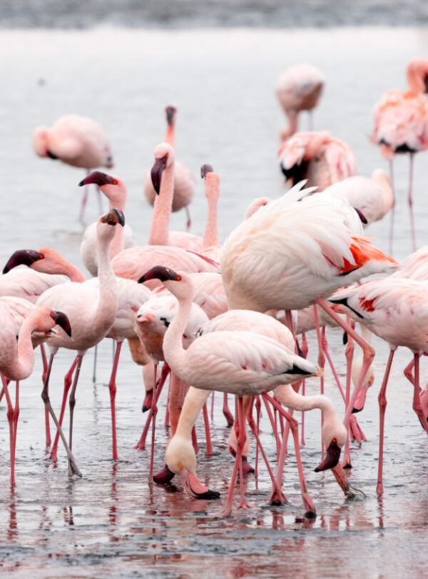flock-pink-flamingos-walvis-bay-namibia (1)