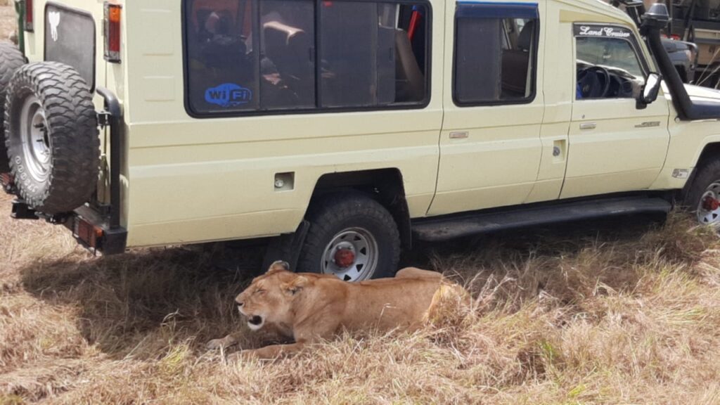 Kenya Travel Itinerary safari experience in Maasai Mara