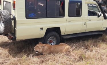 Kenya Safari game drive in Maasai Mara National Reserve