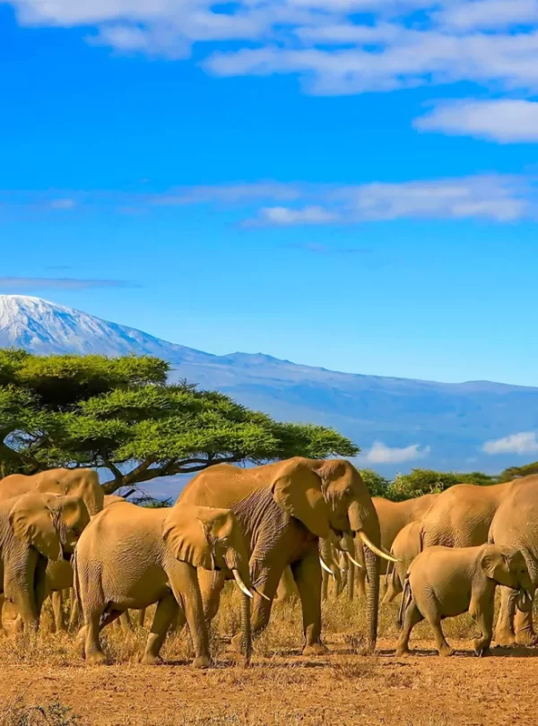 amboseli