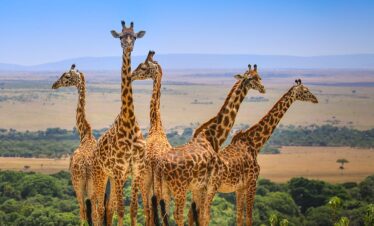 Maasai Mara wildlife safari