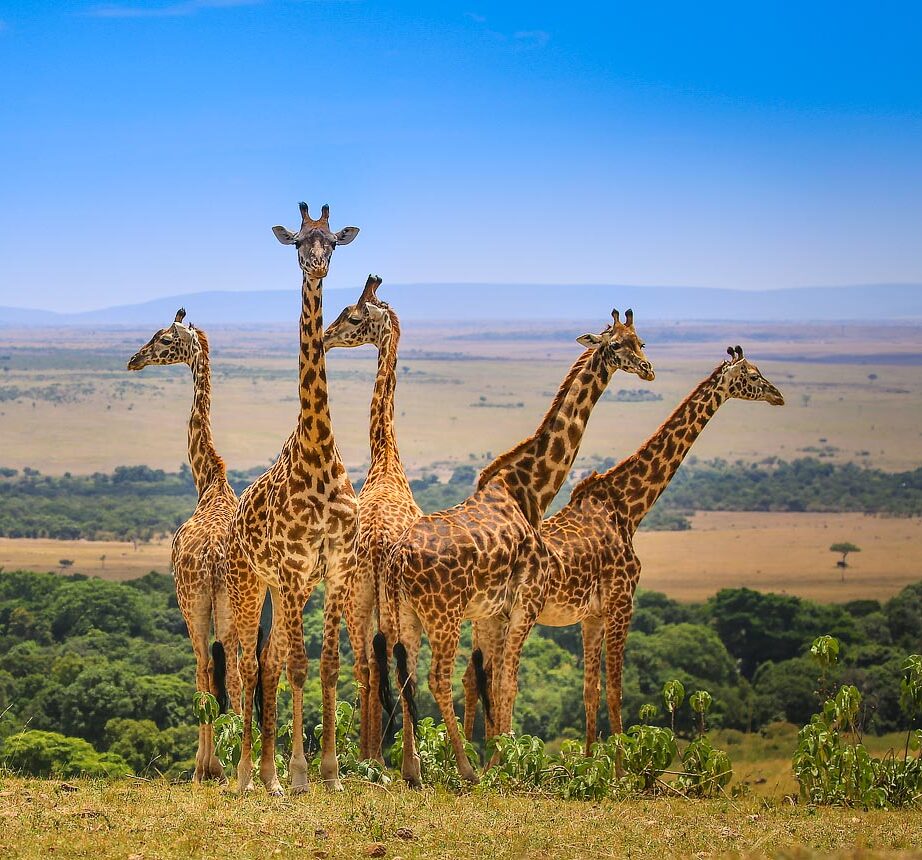 Maasai Mara wildlife safari