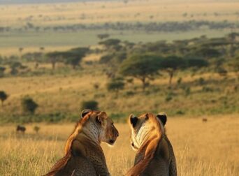 Lions in Maasai Mara during a Kenya safari