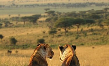 Kenya Safari lions in Maasai Mara National Reserve