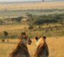Lions in Maasai Mara during a Kenya safari
