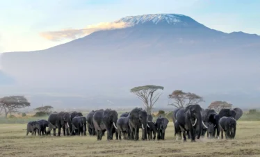 Elephants in Amboseli National park