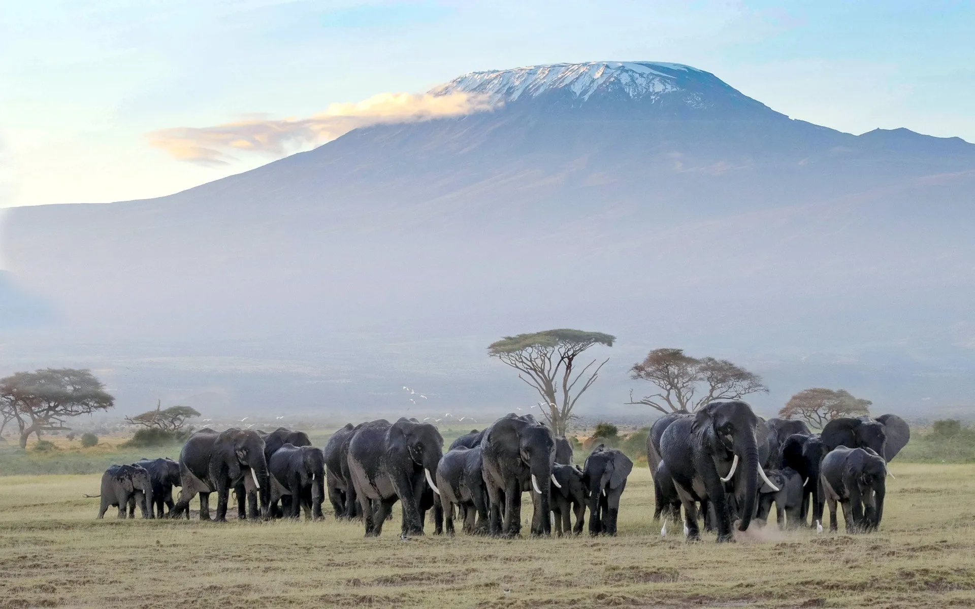 Elephants in Amboseli National park