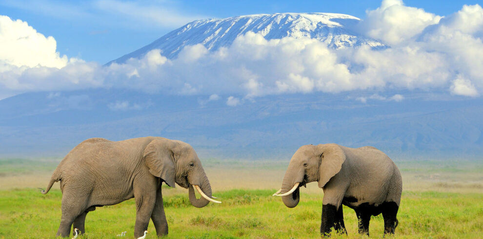 amboseli national park