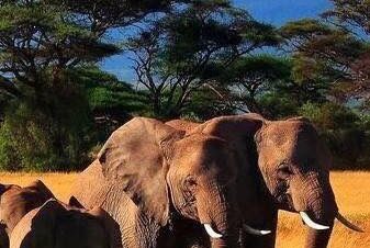 Elephants in Amboseli National park