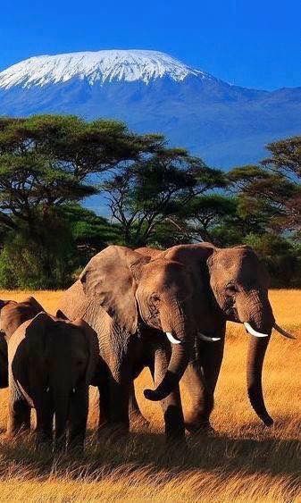 Elephants in Amboseli National park