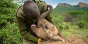 Reteti Elephant Sanctuary