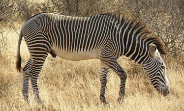 Grevy's giraffe in Samburu National Reserve