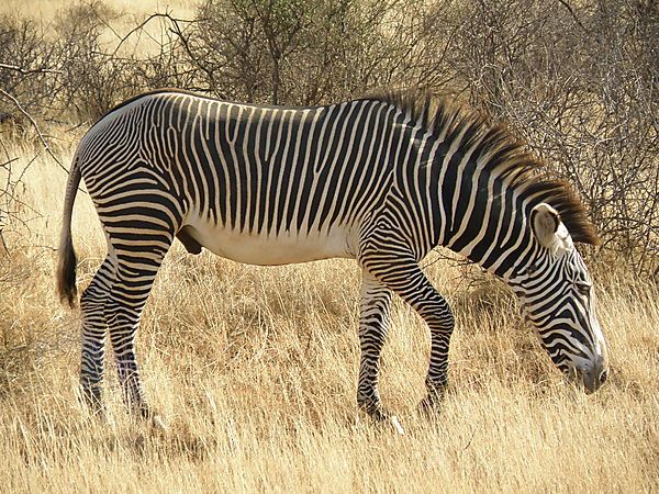 Grevy's giraffe in Samburu National Reserve