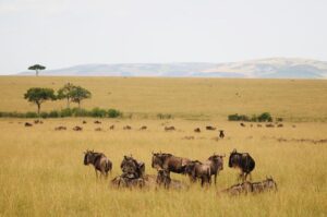 Family-Friendly Destinations in Kenya