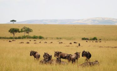 MASAI MARA National Reserve