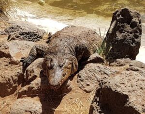 Family-Friendly Destinations in Kenya