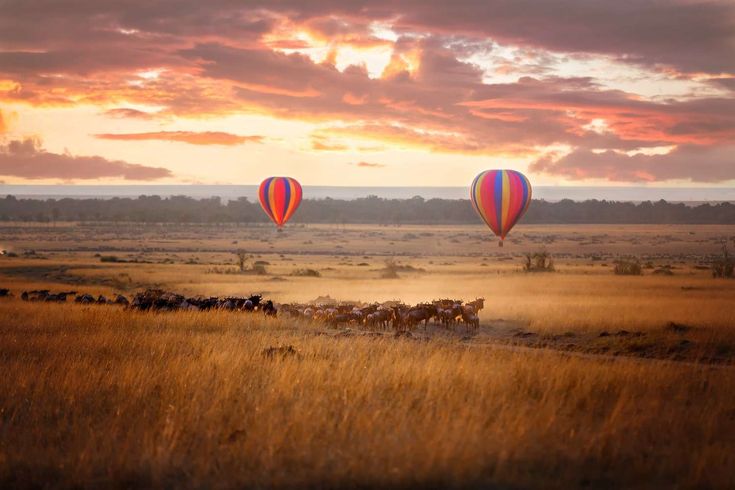 masai mara safari