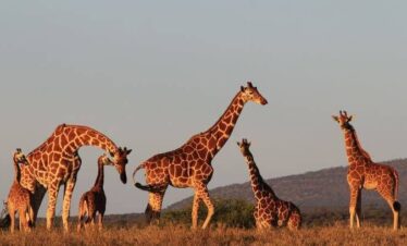 Samburu National reserve