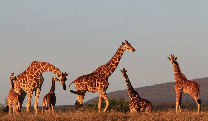 Samburu National reserve