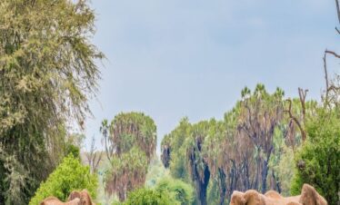 Samburu National Reserve, Samburu, Kenya