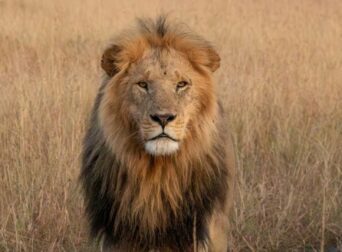 Lion during a short Kenya safari in Maasai Mara