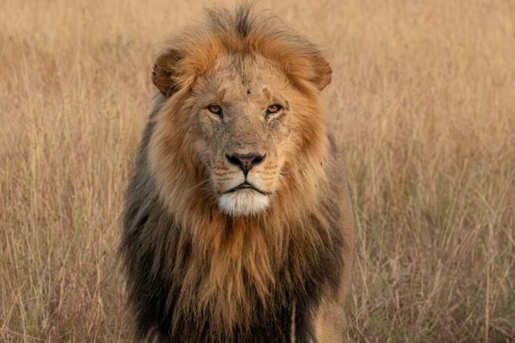 Kenya Wildlife Safari