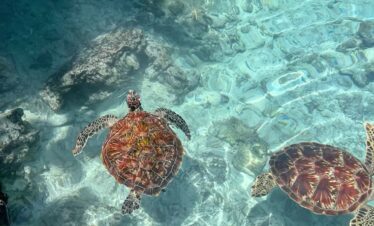 zanzibar flying package