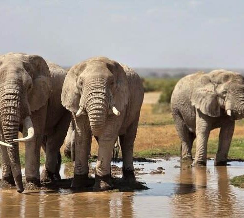 Elephants gethering at a waterhole in Amboseli National park