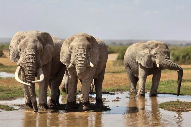 Elephants gethering at a waterhole in Amboseli National park