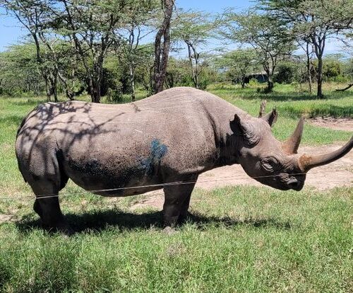 Black rhino grazing in Ol Pejeta Conservancy.