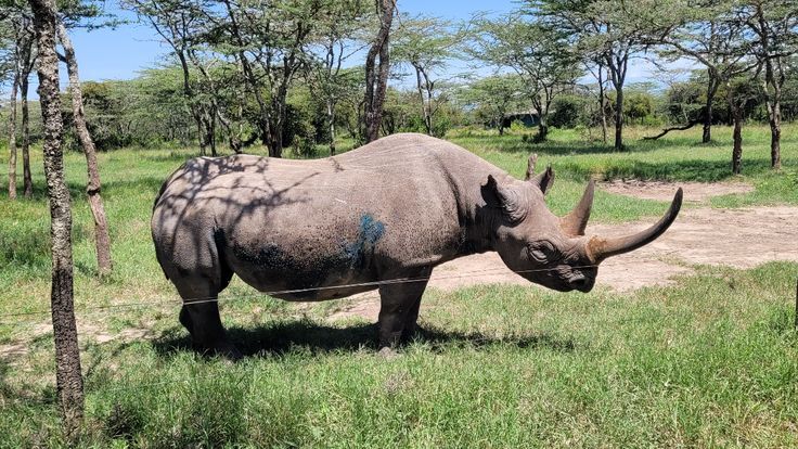 Black rhino grazing in Ol Pejeta Conservancy.