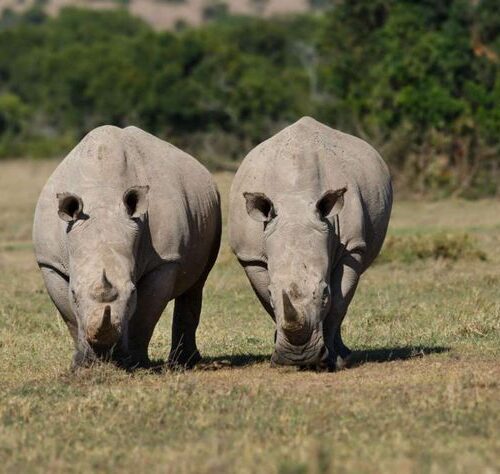 Northern white rhinos at Ol Pejeta Conservancy