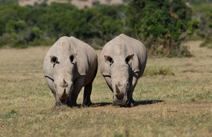 Northern white rhinos at Ol Pejeta Conservancy