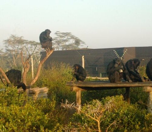 Chimpanzees at Sweetwater's chimpanzee Sanctuary
