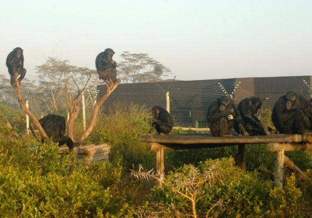 Chimpanzees at Sweetwater's chimpanzee Sanctuary