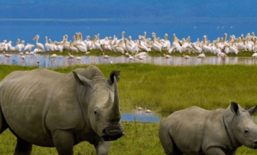 Lake Nakuru national park