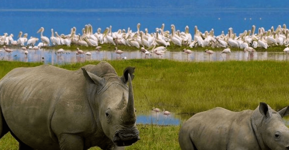 Lake Nakuru national park