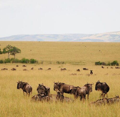 Vast Savannah landscape in Maasai Mara National Reserve for the 3 days Maasai Mara Flying Package