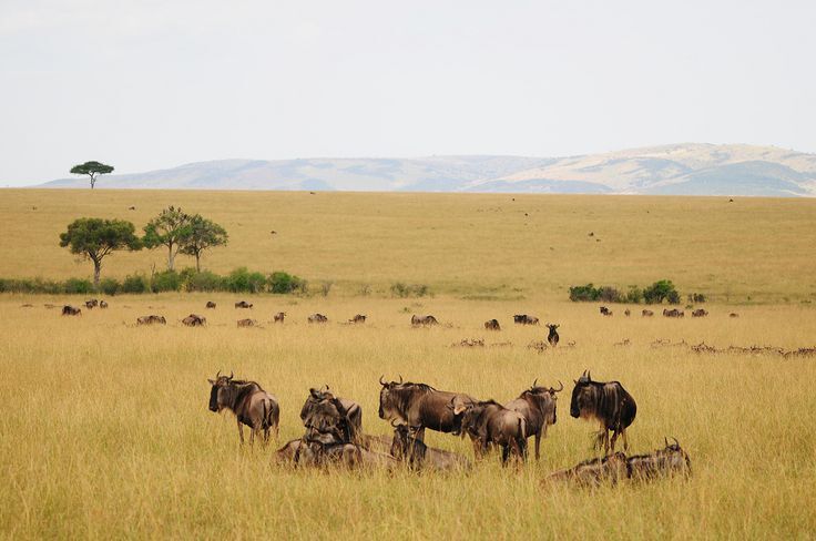 Vast Savannah landscape in Maasai Mara National Reserve for the 3 days Maasai Mara Flying Package