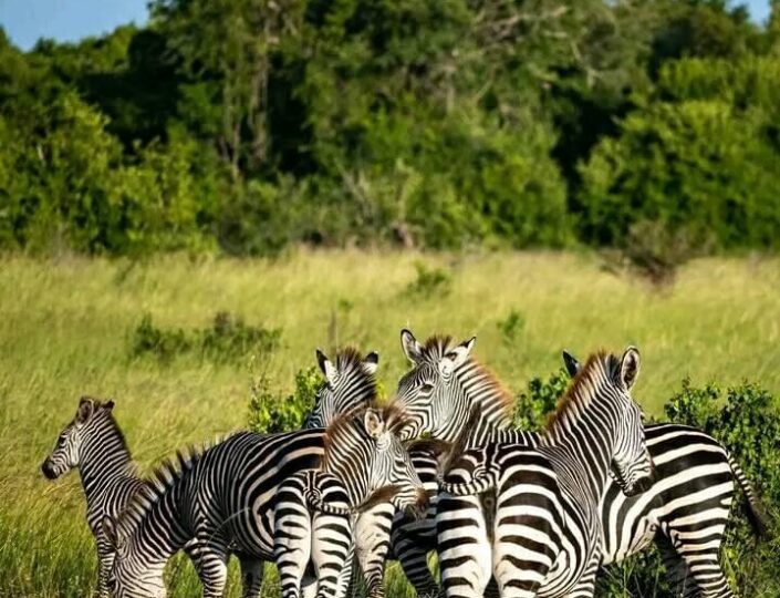 Mikumi National Park