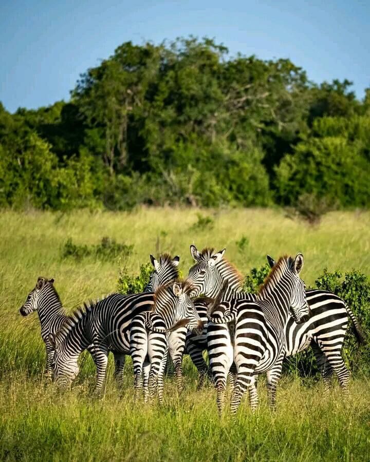 Mikumi National Park