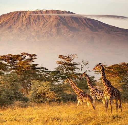 Sunset view of Mount Kilimanjaro from Amboseli National park