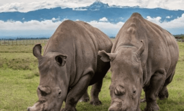 Olpejeta conservation
