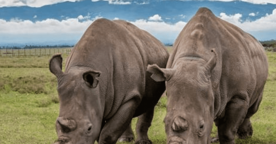 Olpejeta conservation