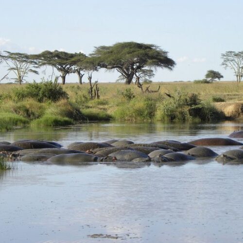 Hippos at a waterhole in Mikumi National park