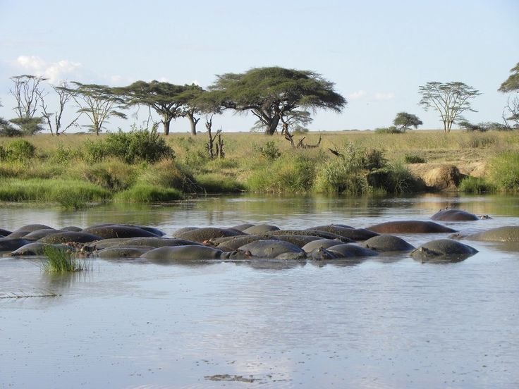 Hippos at a waterhole in Mikumi National park