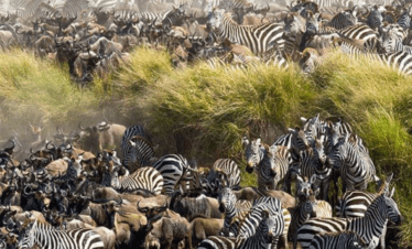 The Great Migration in Masai Mara, Kenya