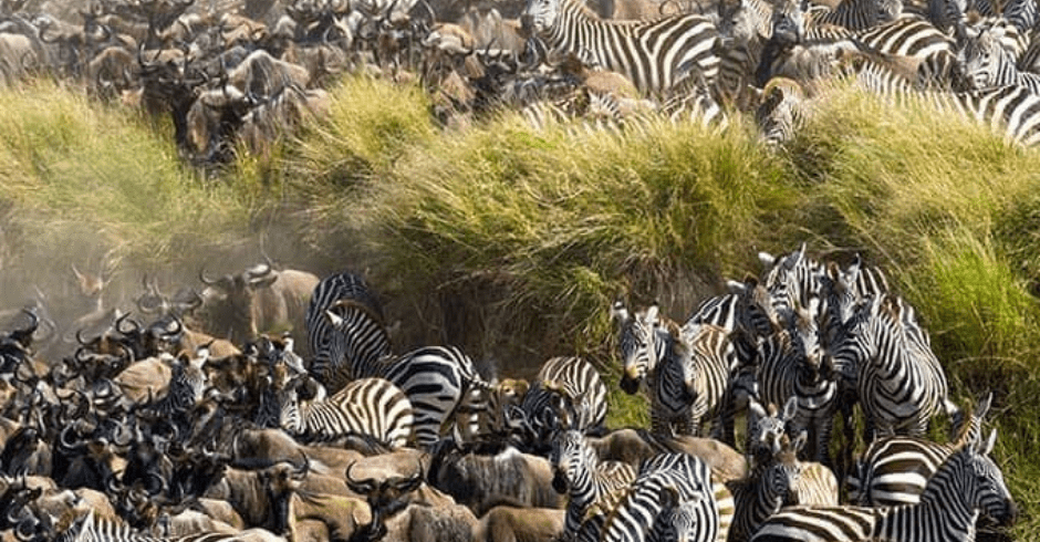 The Great Migration in Masai Mara, Kenya