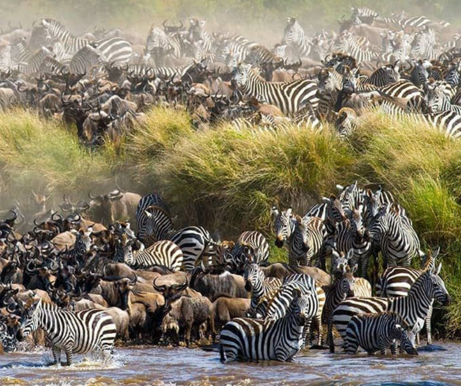 The Great Migration in Masai Mara, Kenya